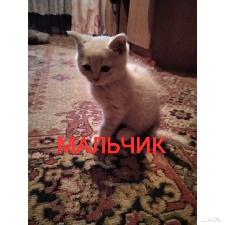 Котята купить на Зозу.ру - фотография № 6