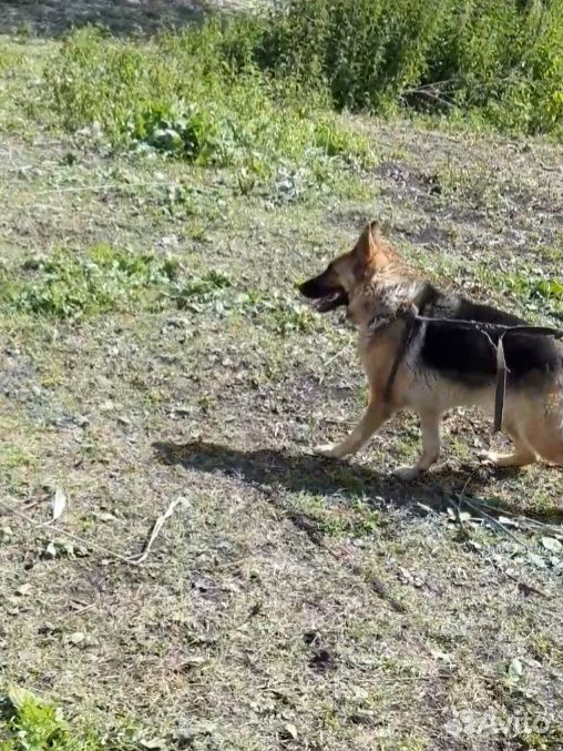 Умная активная красивая собака чистопородный немец купить на Зозу.ру - фотография № 1