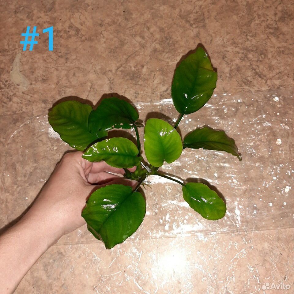 Анубиас Бартера, аквариумное растение купить на Зозу.ру - фотография № 3