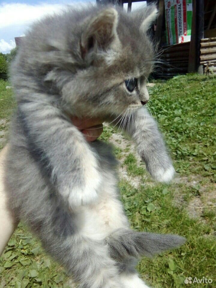 Котёнок, 1,5 мес., девочка купить на Зозу.ру - фотография № 1