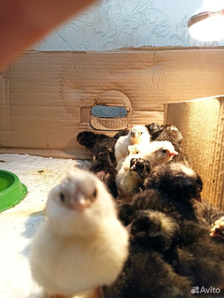 Цыплята от кур-несушек купить на Зозу.ру - фотография № 4