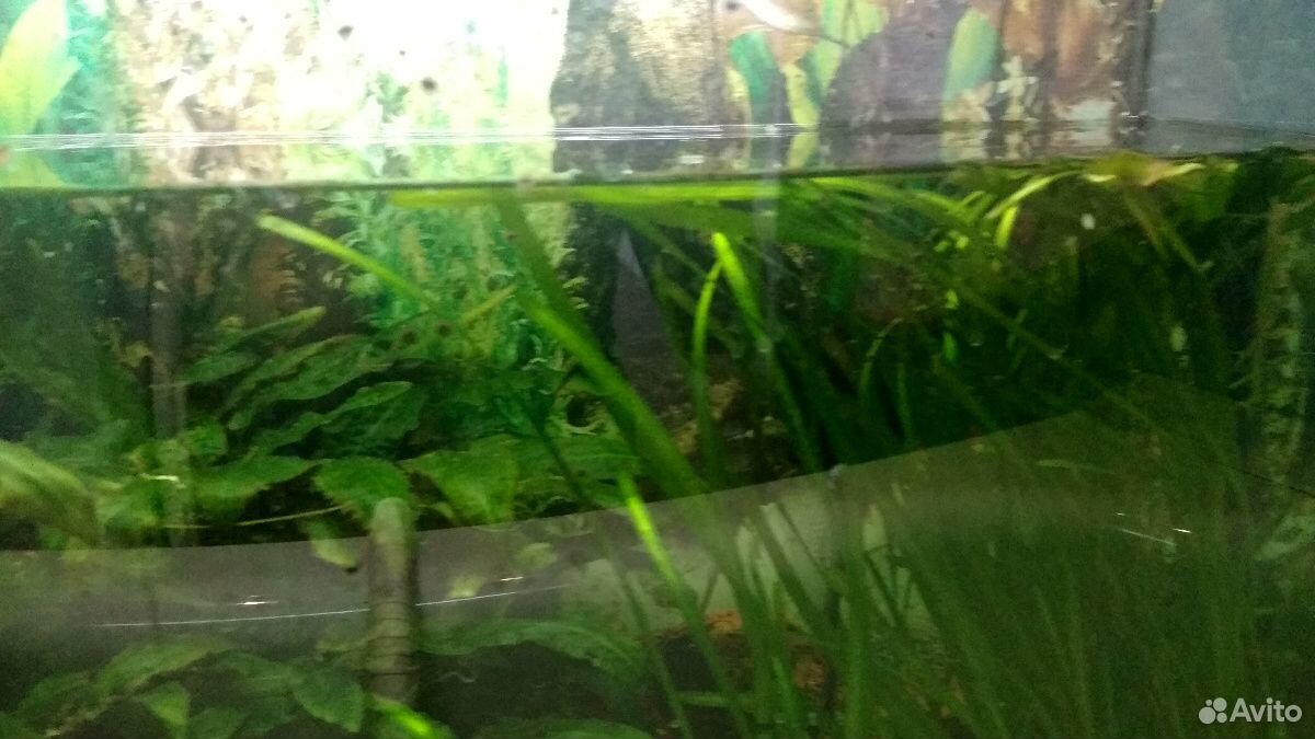 Трава аквариумная, сомики анцитрусы, скалярия купить на Зозу.ру - фотография № 2