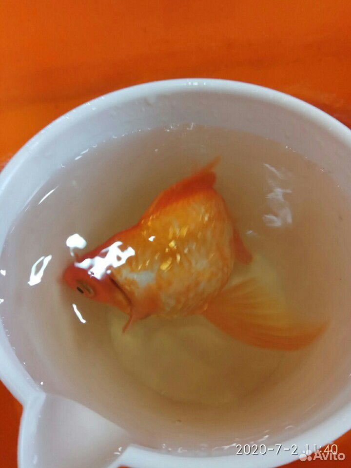 Золотая рыбка.размер с ладонь.не приняли наши рыбк купить на Зозу.ру - фотография № 1