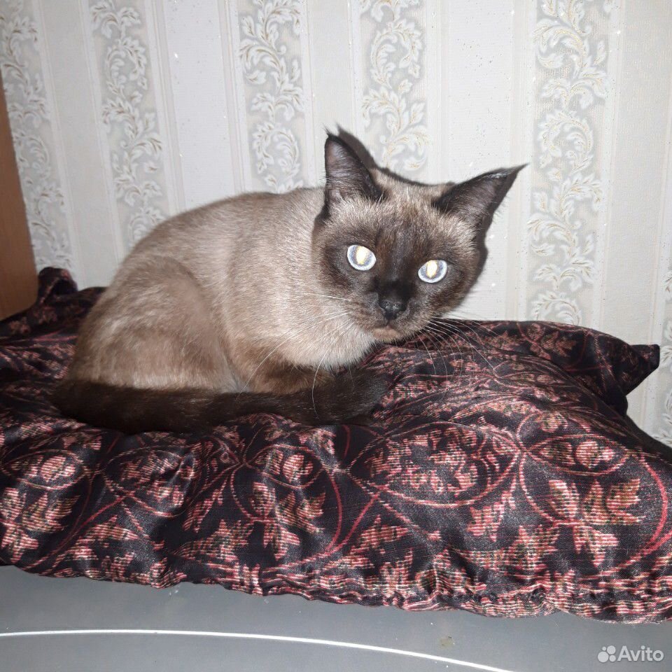 Сиамская кошка купить на Зозу.ру - фотография № 1