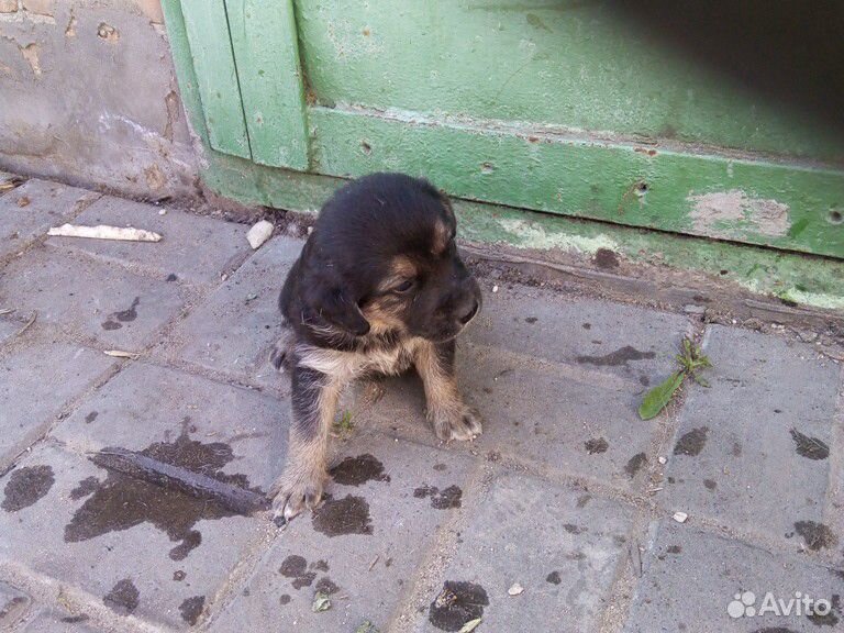 Собака бигль купить на Зозу.ру - фотография № 4