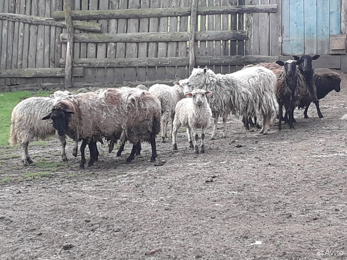 Овцы, тёлки купить на Зозу.ру - фотография № 2