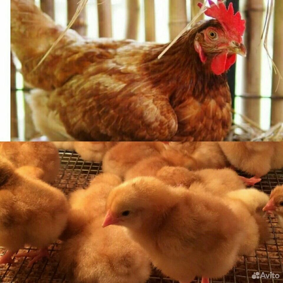 Курчата мясо яйчные вылуп 16 апреля купить на Зозу.ру - фотография № 1