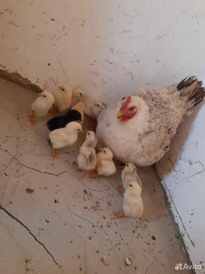 Курица с 11 цыплятами купить на Зозу.ру - фотография № 3