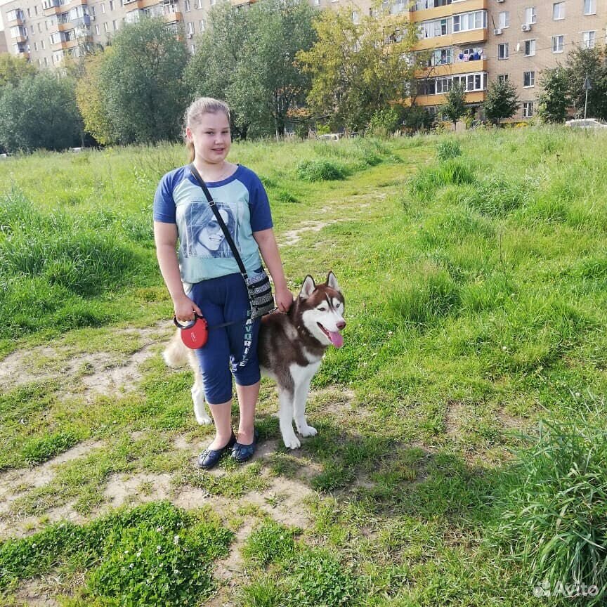 Выгул собак купить на Зозу.ру - фотография № 7
