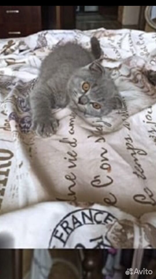 Шотландская кошка купить на Зозу.ру - фотография № 2