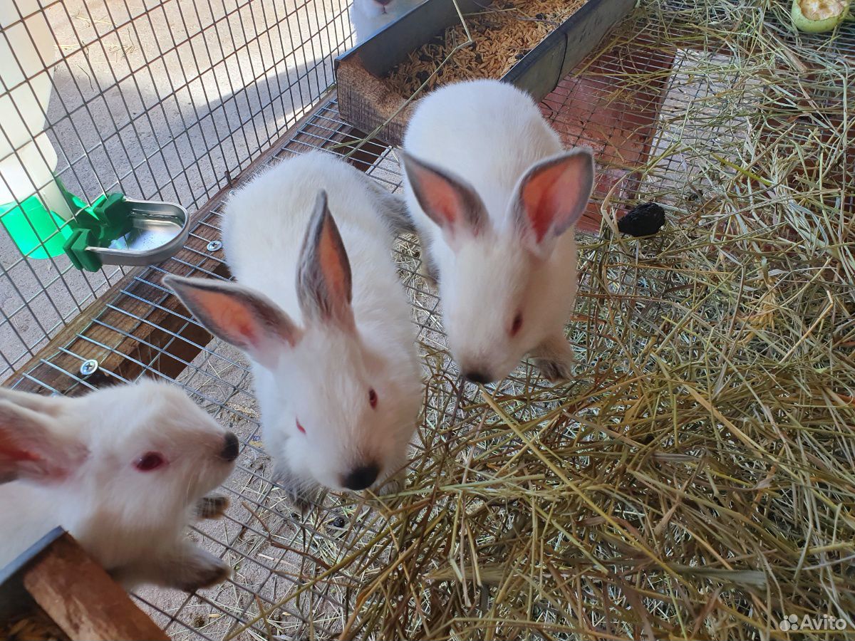 Кролики калифорния купить на Зозу.ру - фотография № 5