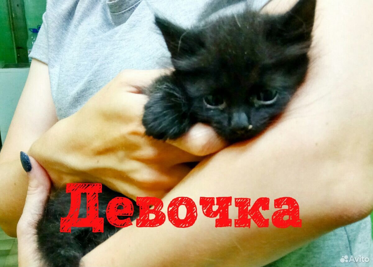 Котенок пушистик купить на Зозу.ру - фотография № 3