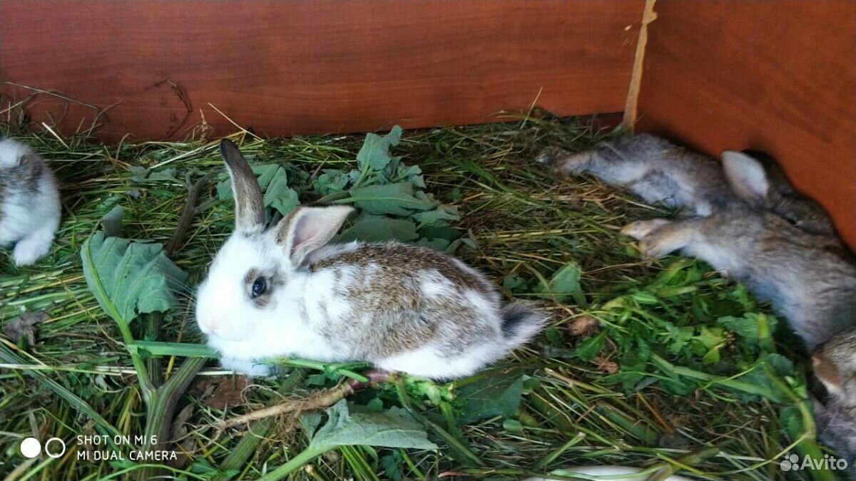 Продаю взрослых кроликов и крольчат купить на Зозу.ру - фотография № 3