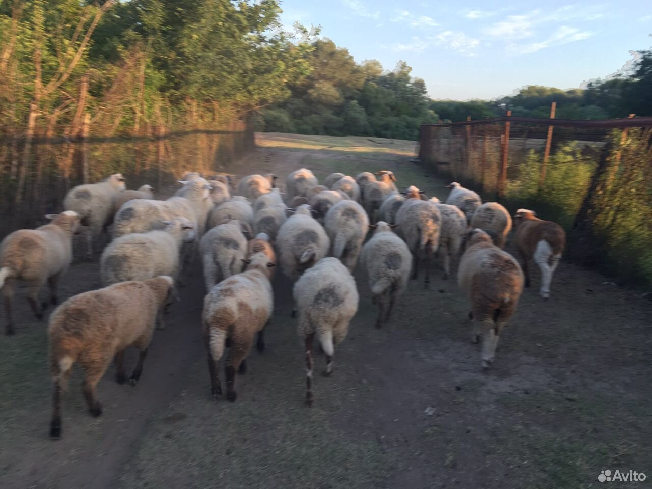 Продаю овцы с ягнятами купить на Зозу.ру - фотография № 1