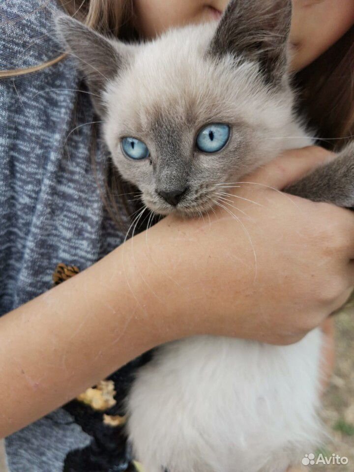 Котенок сиамский голубой глазый купить на Зозу.ру - фотография № 1
