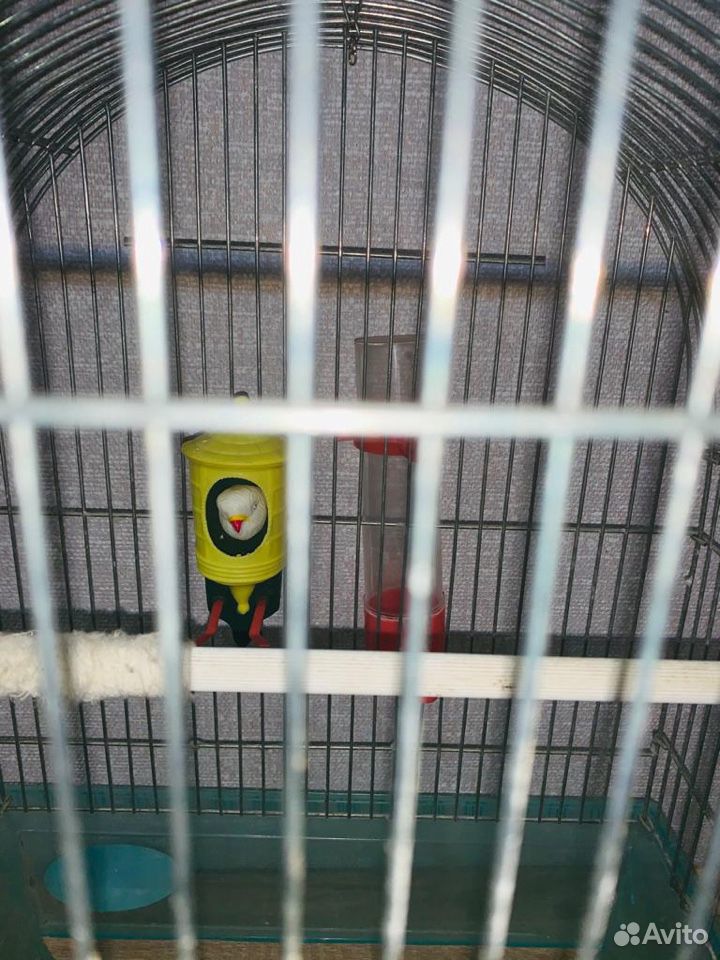 Клетка для птицы, состояния хорошая купить на Зозу.ру - фотография № 3