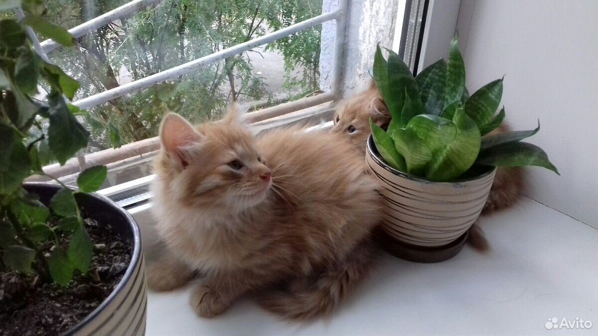 Котята близнецы :) купить на Зозу.ру - фотография № 4