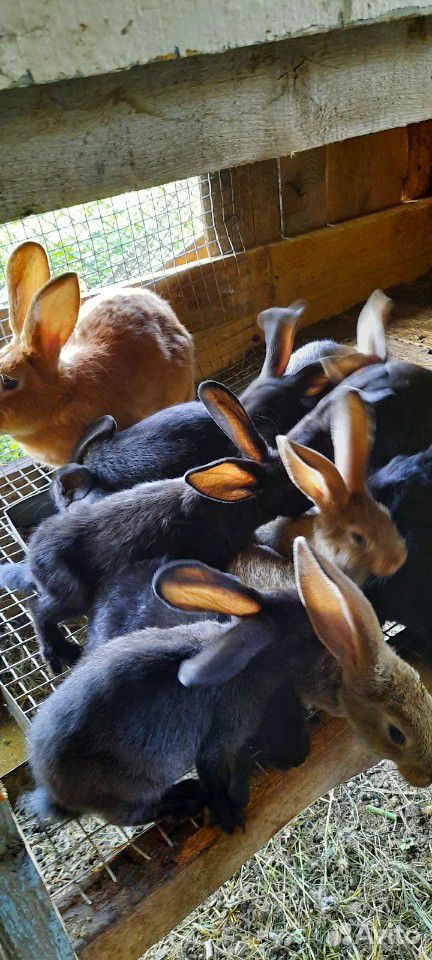 Кролики фландеры купить на Зозу.ру - фотография № 1