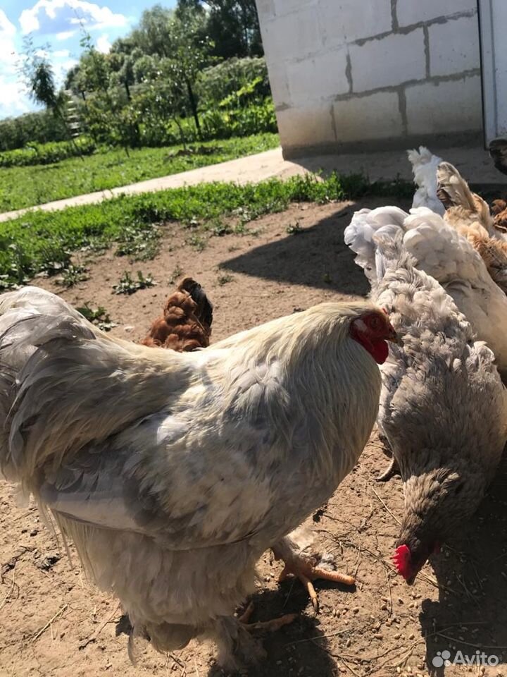 Брама светлая: курицы, петухи, цыплята, яйцо купить на Зозу.ру - фотография № 3
