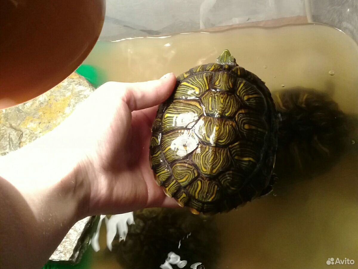 Черепахи с аквариумом купить на Зозу.ру - фотография № 3