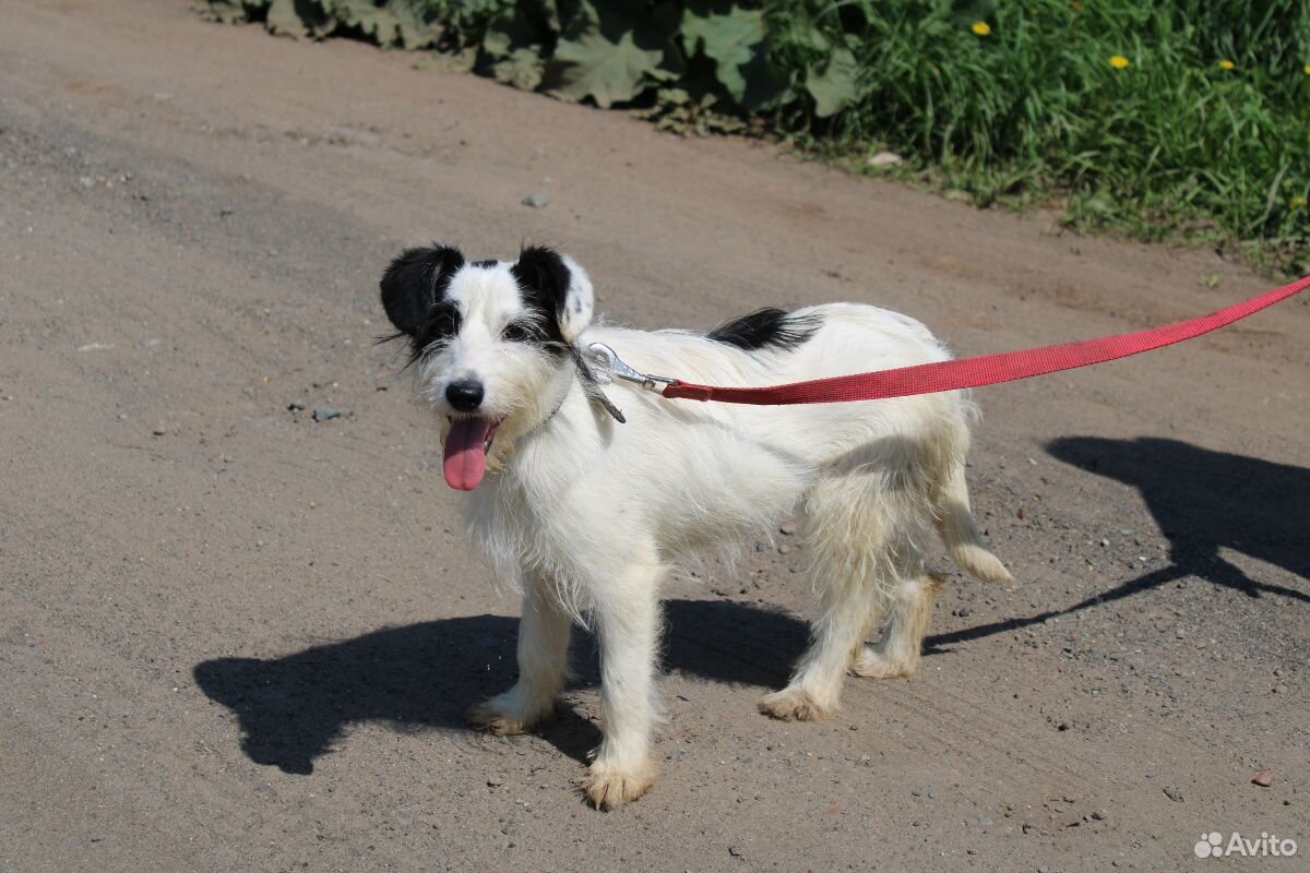 Небольшая собачка Тася ищет дом купить на Зозу.ру - фотография № 5