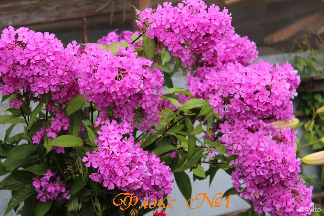 Многолетние цветы для сада купить на Зозу.ру - фотография № 3