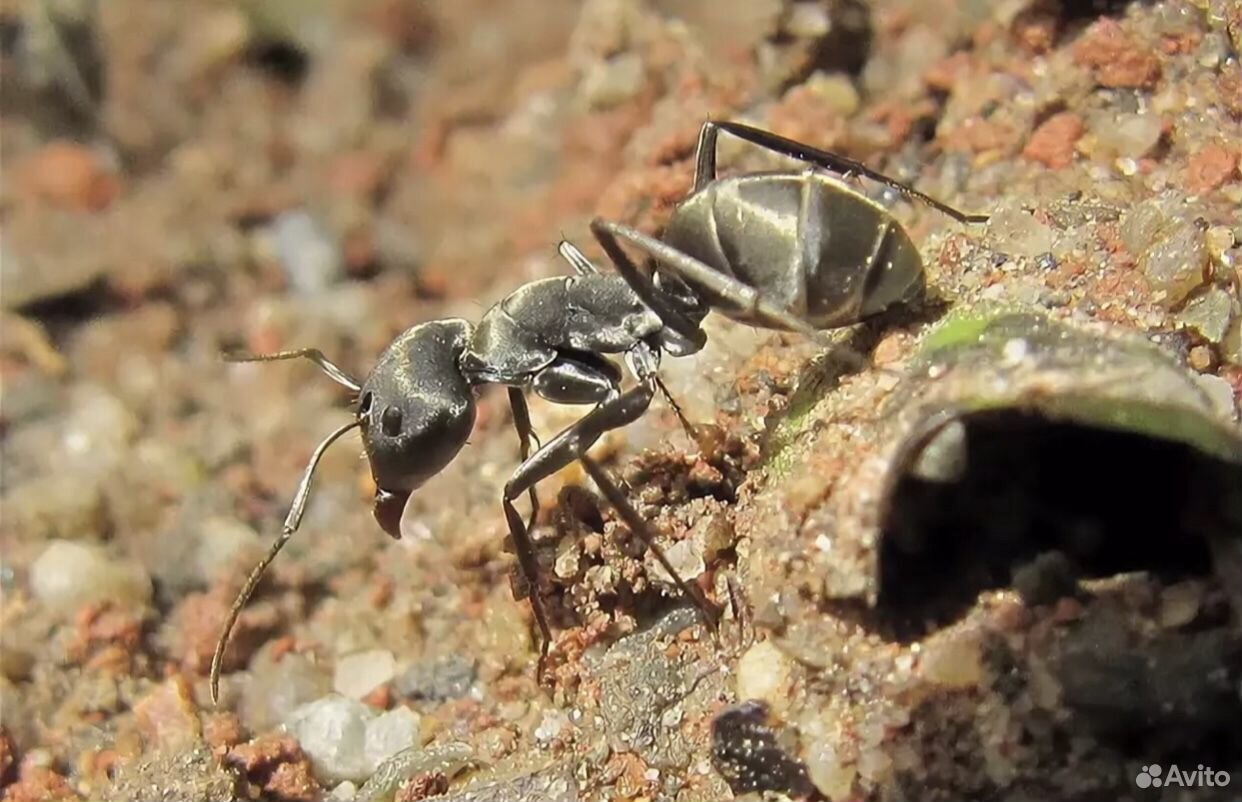 Camponotus Fellah/Parius купить на Зозу.ру - фотография № 4