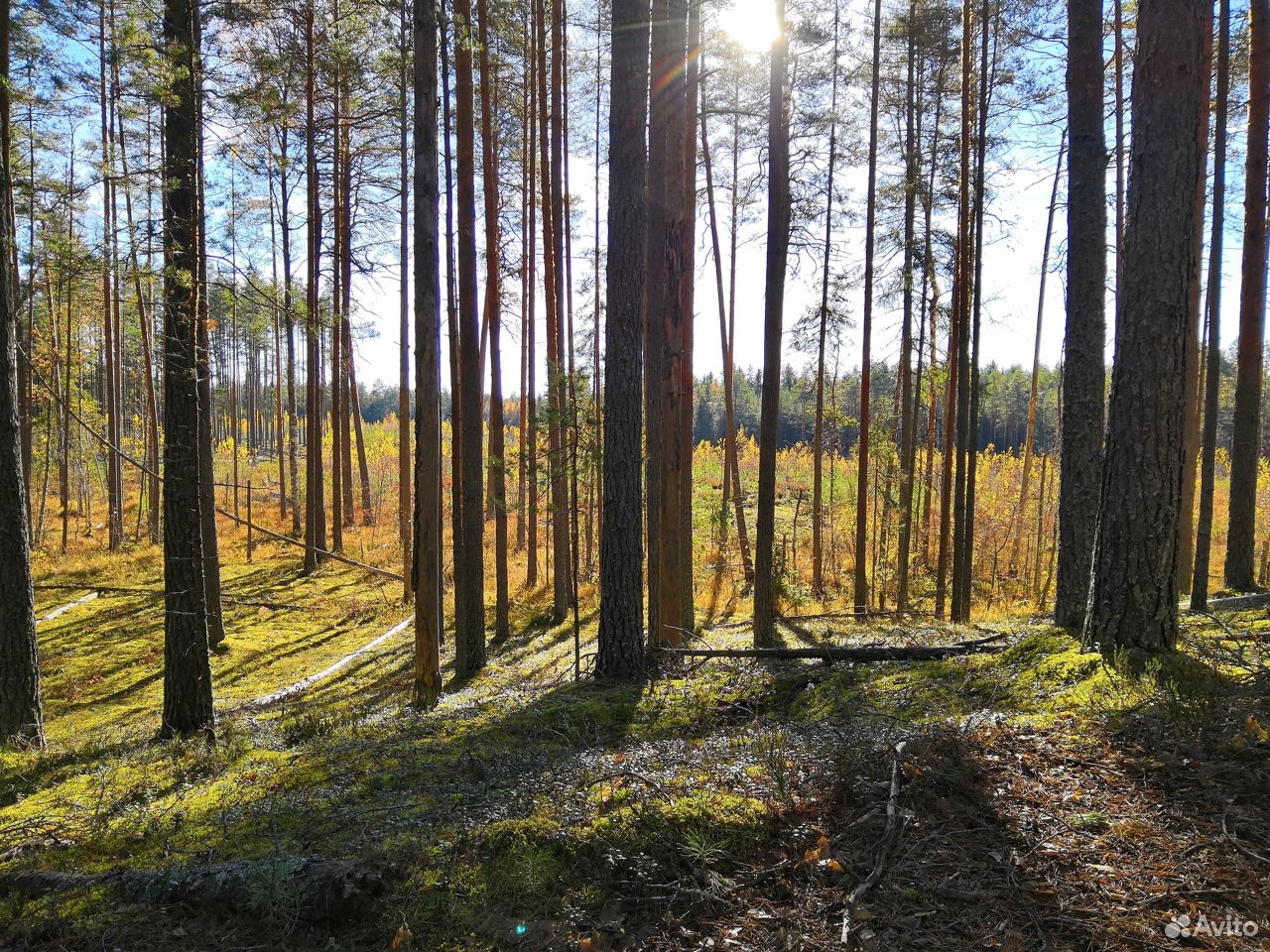 Лесное Тверской Области Фото