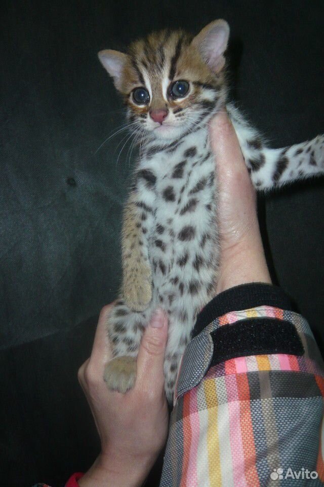 Алк или леопардовая кошка. alc купить на Зозу.ру - фотография № 1