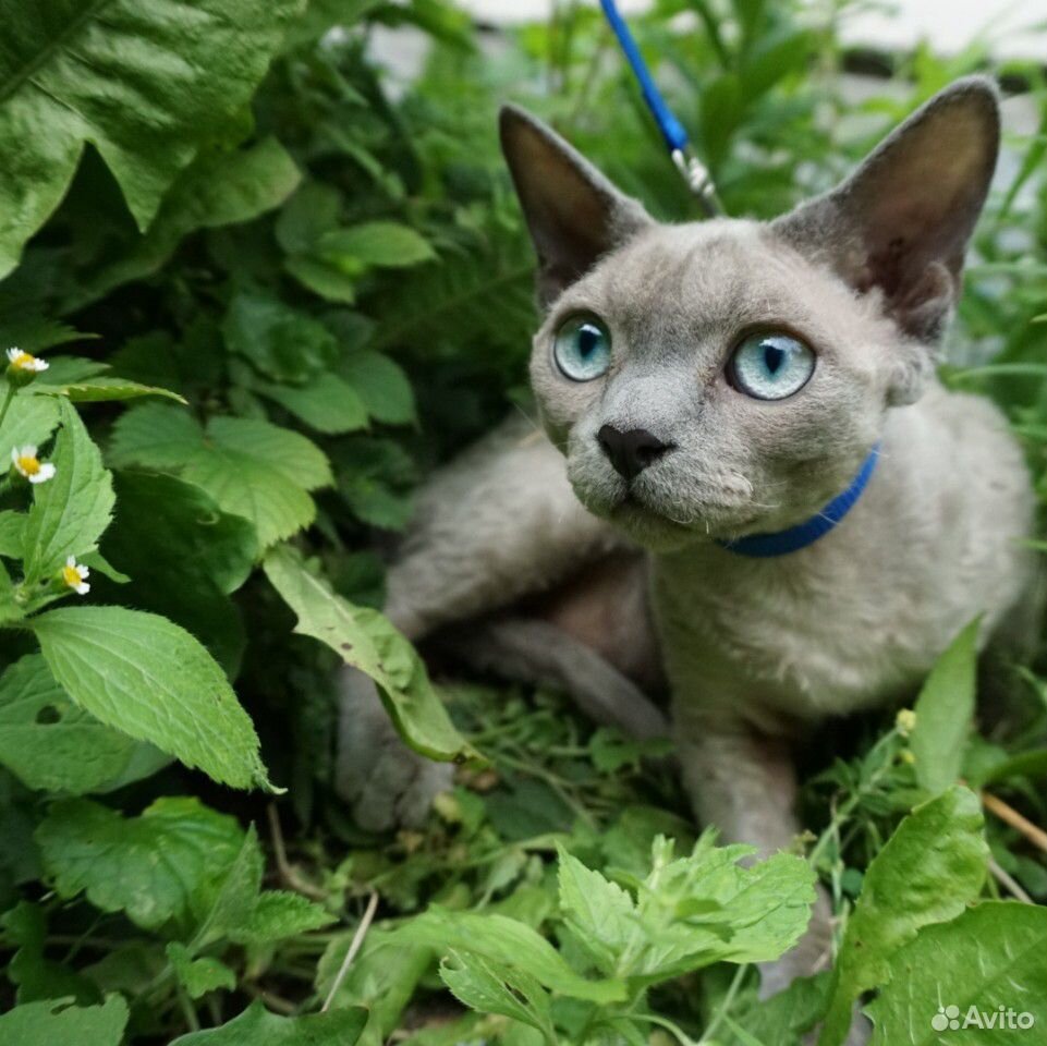 Девон-рекс котик редкого окраса купить на Зозу.ру - фотография № 6