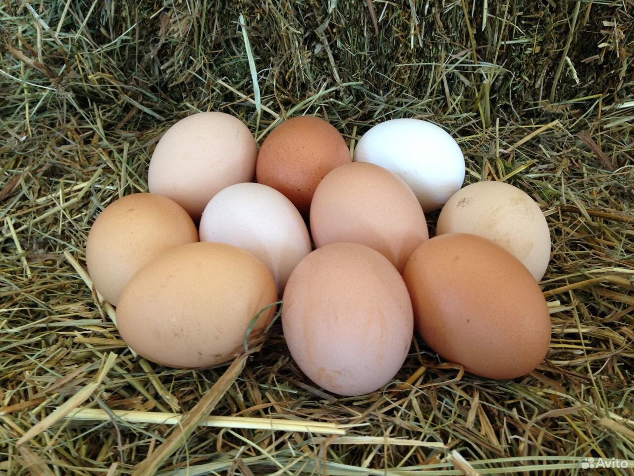 Яйцо куриное домашнее свежее купить на Зозу.ру - фотография № 3