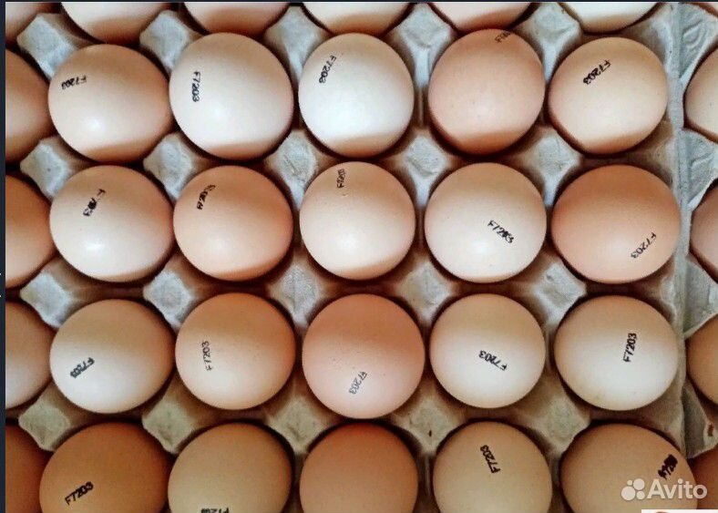 Инкубационное яйцо из Европы еженедельно купить на Зозу.ру - фотография № 6