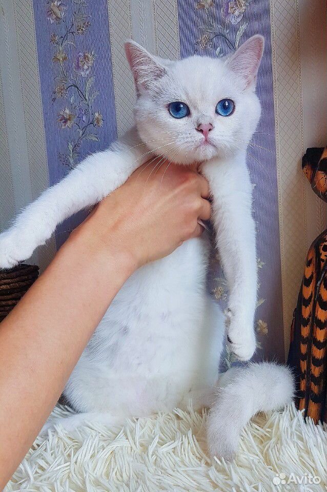 Великолепный плюшевый котик с сапфировыми глазами купить на Зозу.ру - фотография № 4