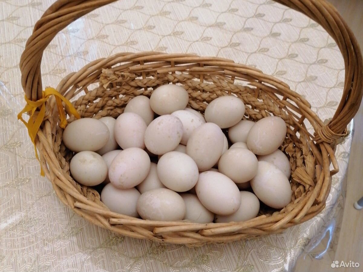 Яйца утиные купить на Зозу.ру - фотография № 1