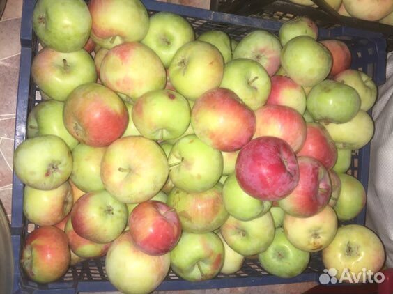 Яблоки,персики,вишня,абрикос купить на Зозу.ру - фотография № 2