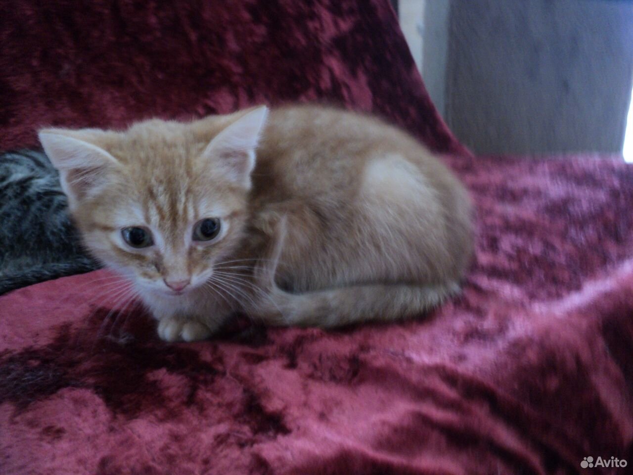 Рыжий котенок в дар купить на Зозу.ру - фотография № 1