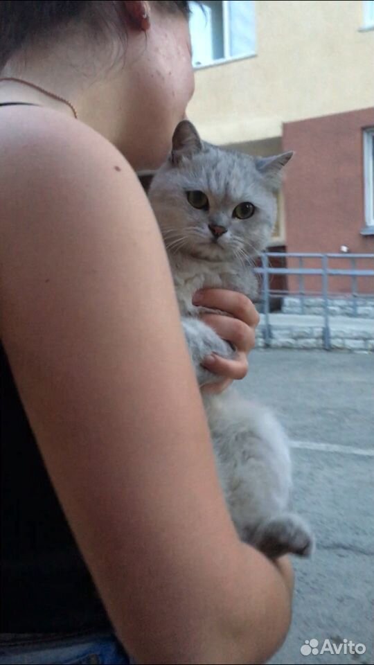 Кошка подросток купить на Зозу.ру - фотография № 2