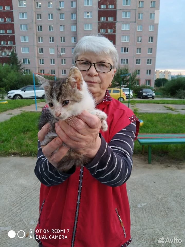 Котятам нужен дом или передержка купить на Зозу.ру - фотография № 1