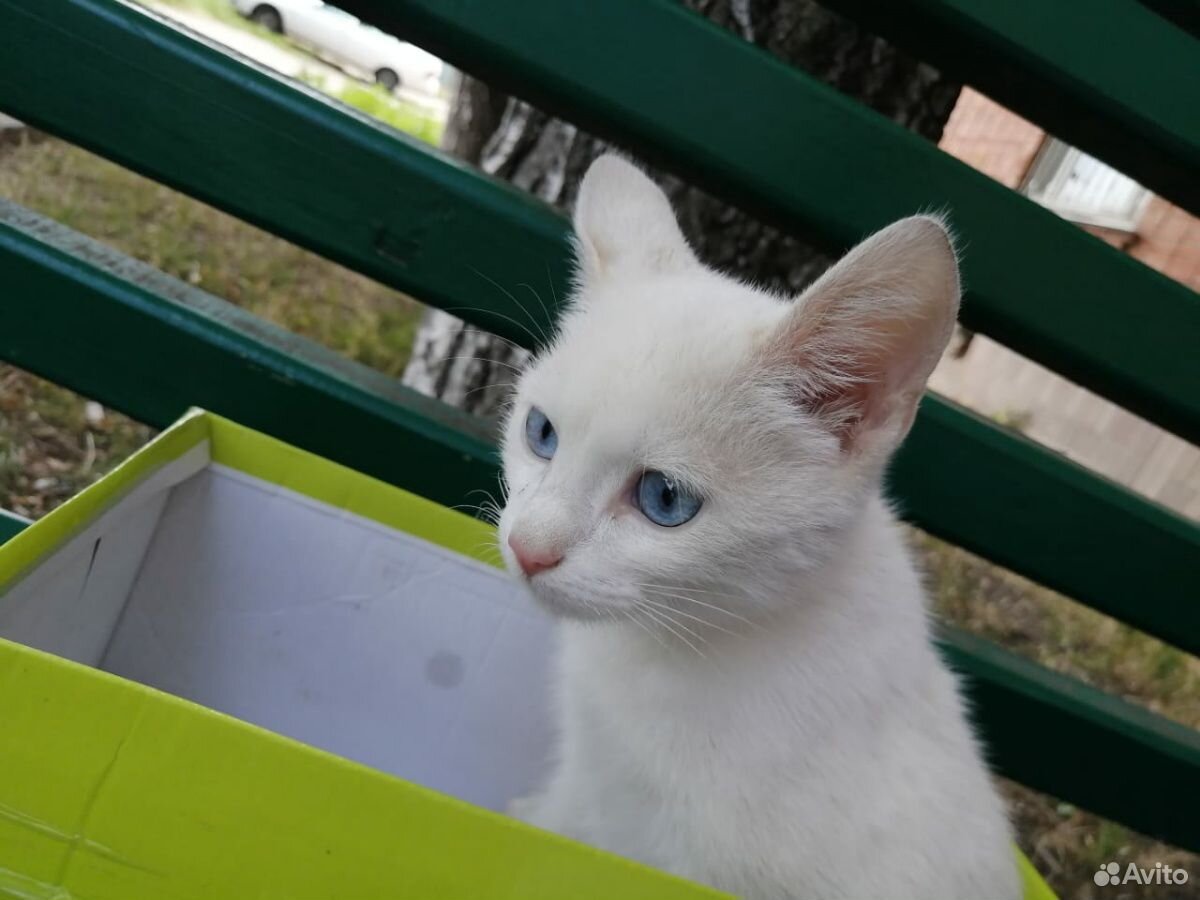 Домашние животные котята купить на Зозу.ру - фотография № 5