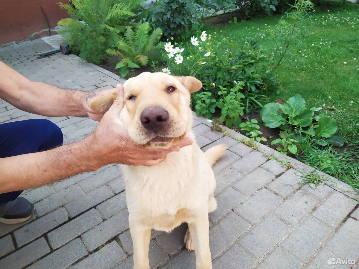 Найден щенок шарпея помесный купить на Зозу.ру - фотография № 3