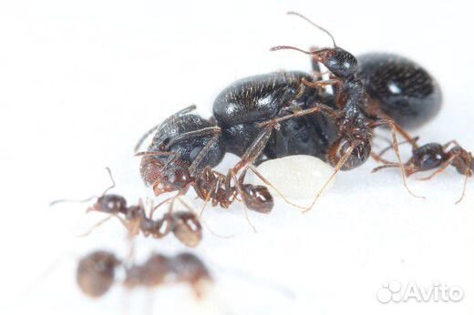 Messor Structor (муравей-жнец) опт/розница купить на Зозу.ру - фотография № 1