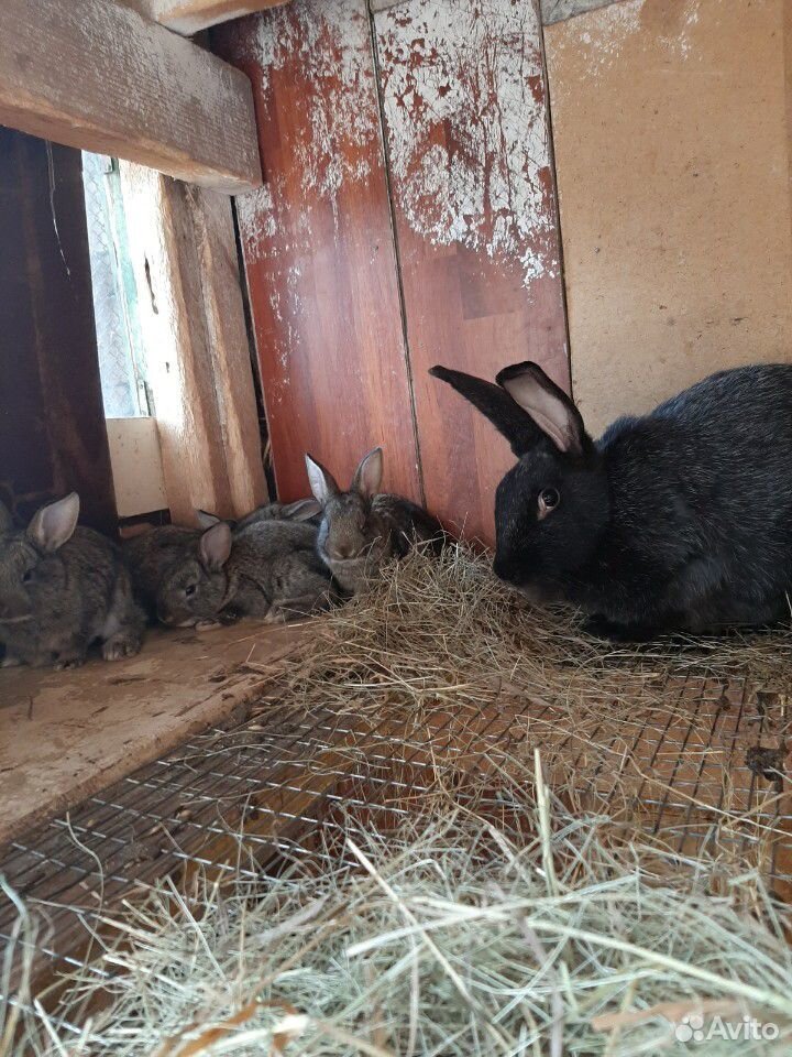 Кролихи с крольчатами купить на Зозу.ру - фотография № 1