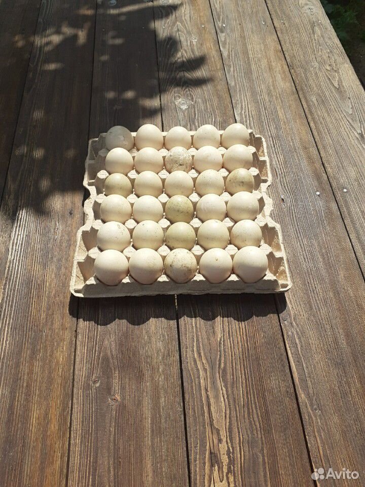 Яйцо инкубационное индоутки (мускасные) купить на Зозу.ру - фотография № 2