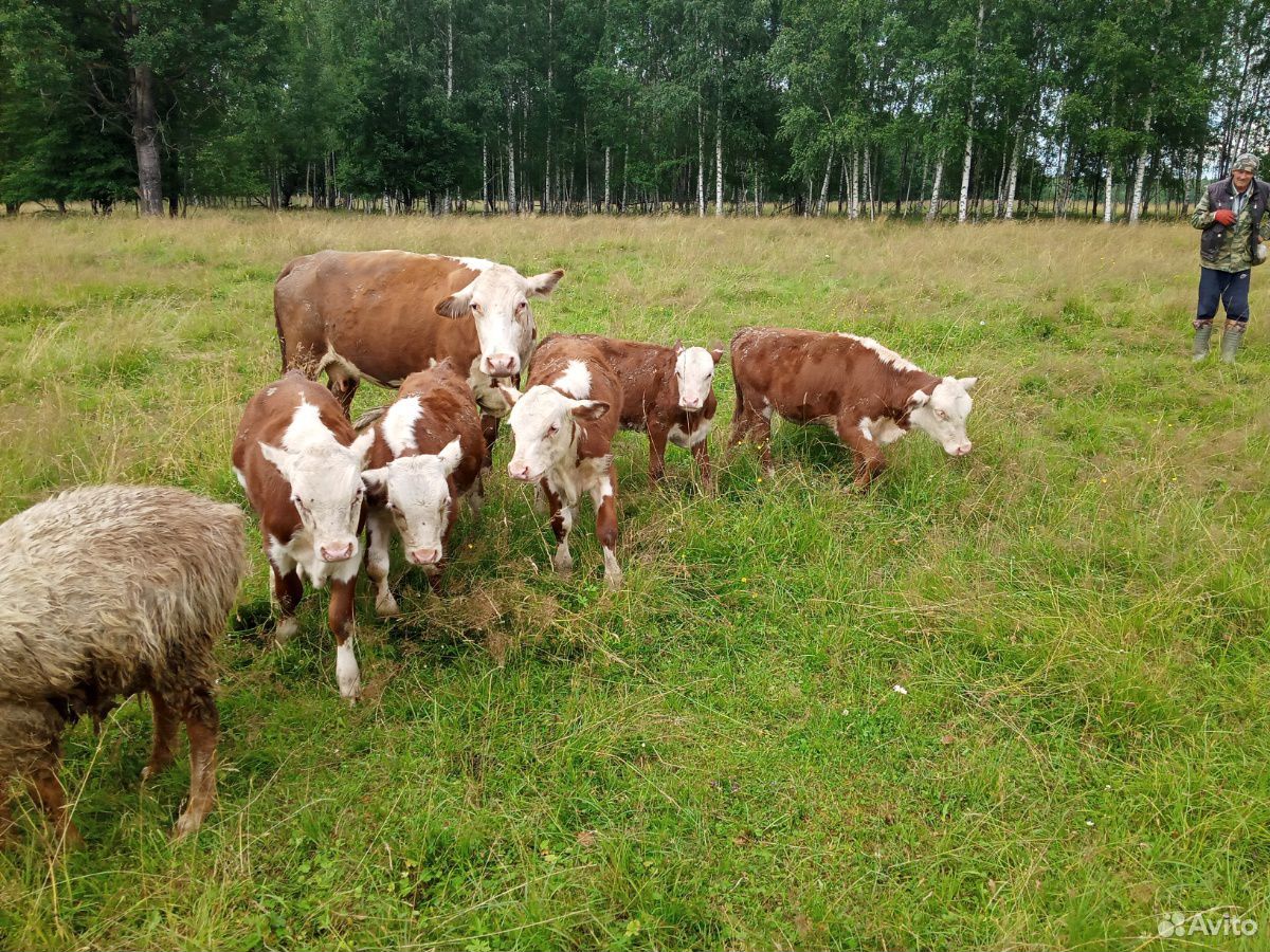 Бык и коровы с телятами на подсосе купить на Зозу.ру - фотография № 4