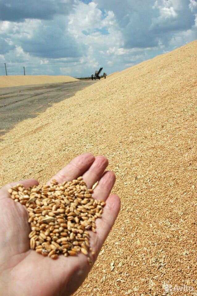 Пшеницу купить на Зозу.ру - фотография № 1