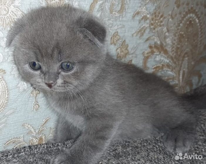 Британский котёнок купить на Зозу.ру - фотография № 1