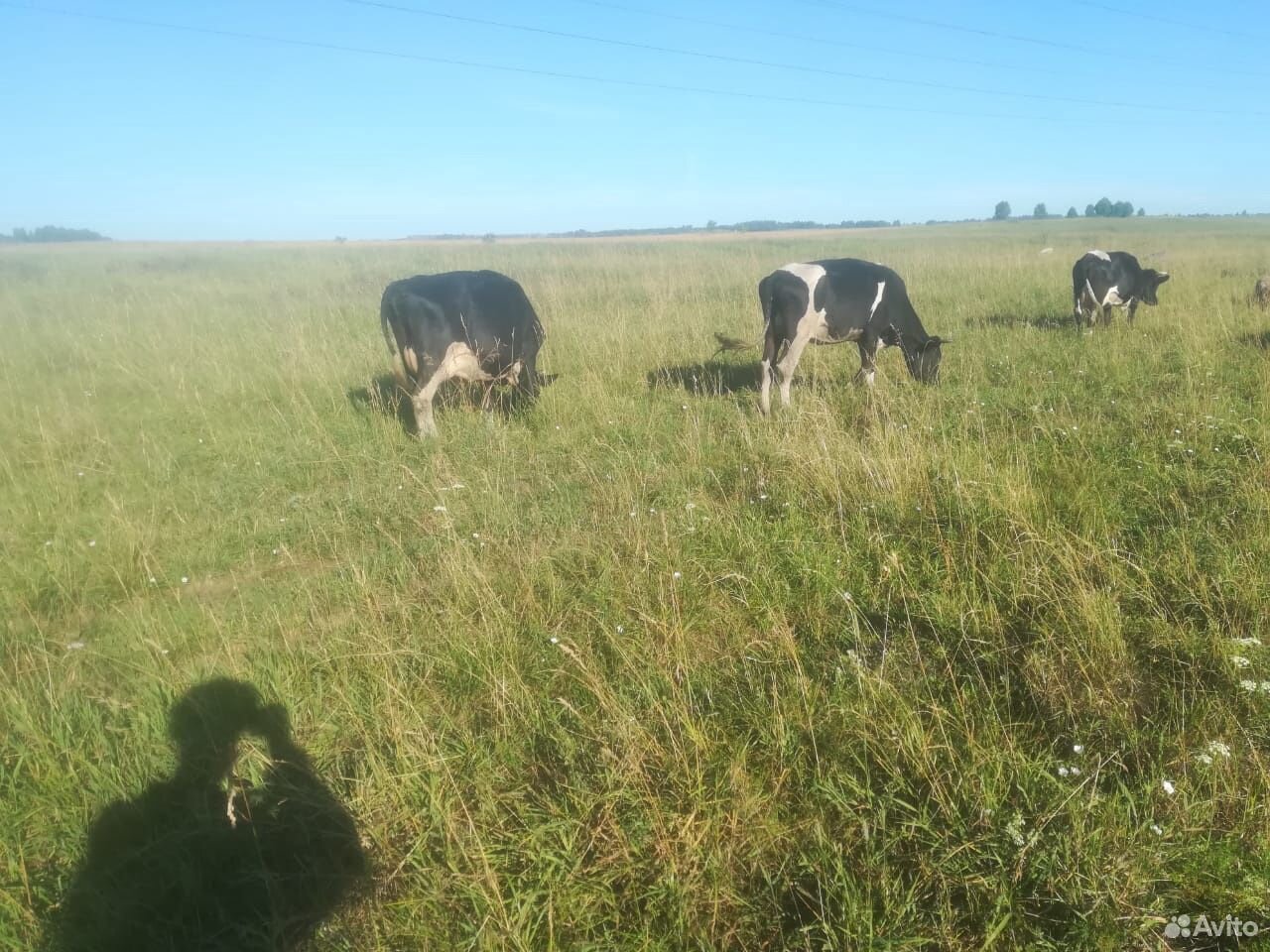 2 коровы и телята купить на Зозу.ру - фотография № 5