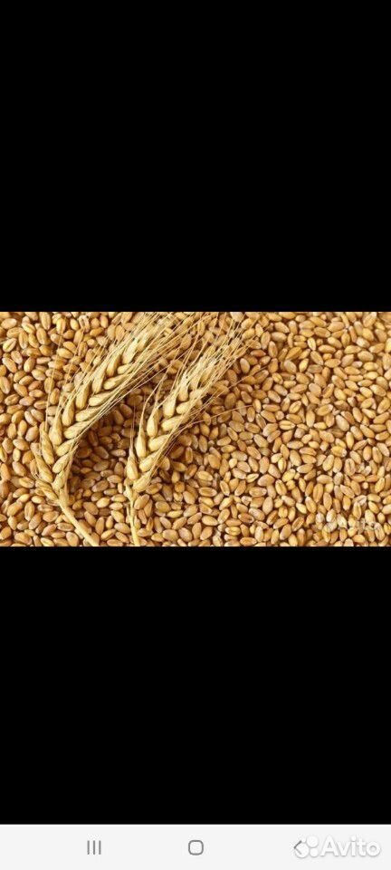 Ячмень пшеница мука купить на Зозу.ру - фотография № 1
