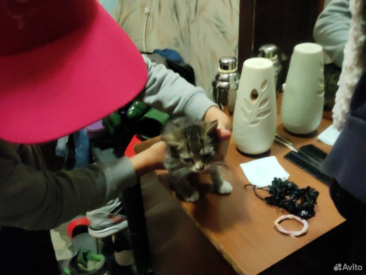 Кошка котёнок отдам в добрые руки купить на Зозу.ру - фотография № 1
