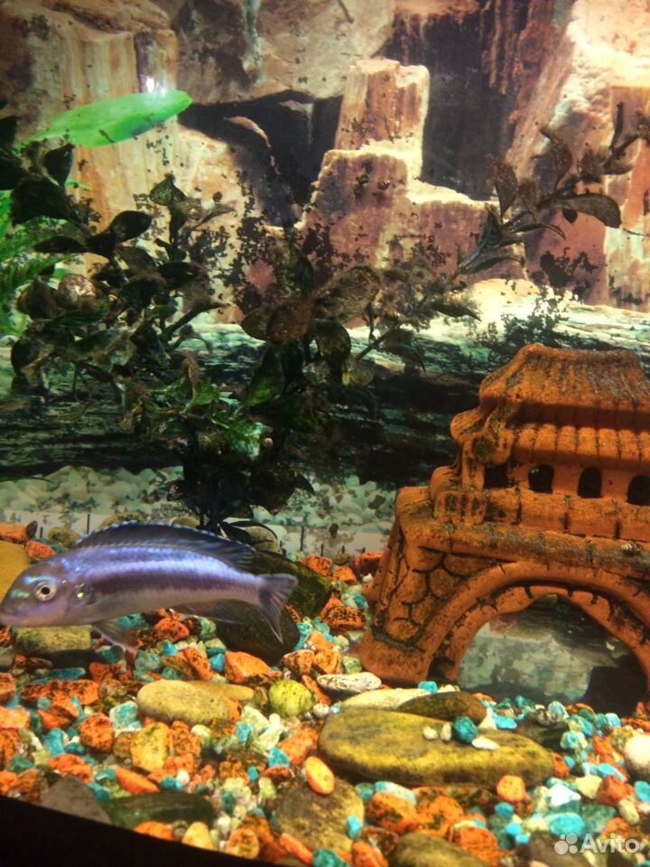 Рыбка в аквариум купить на Зозу.ру - фотография № 5